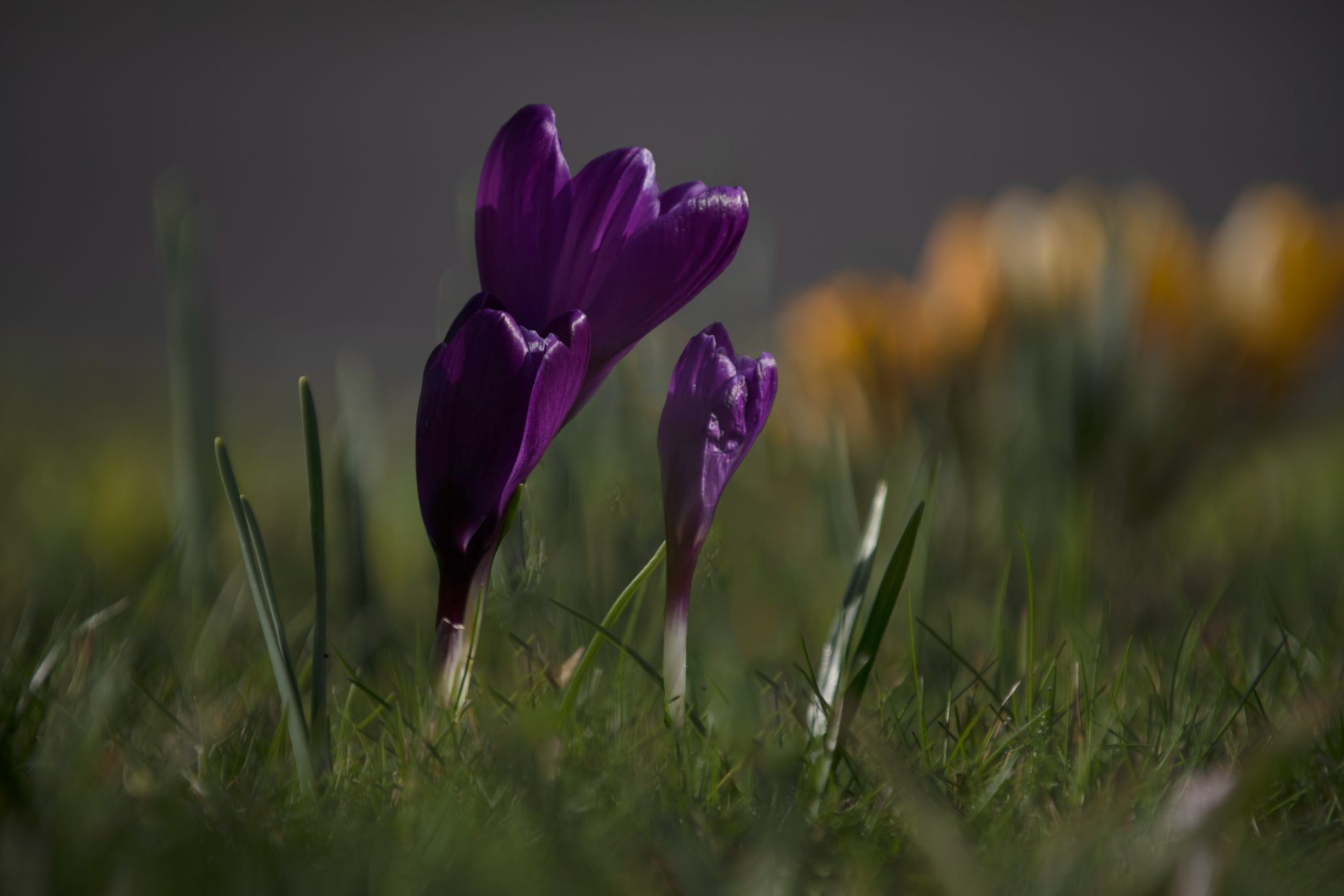 Sortir de l'hiverc 12X18 DSC 4977